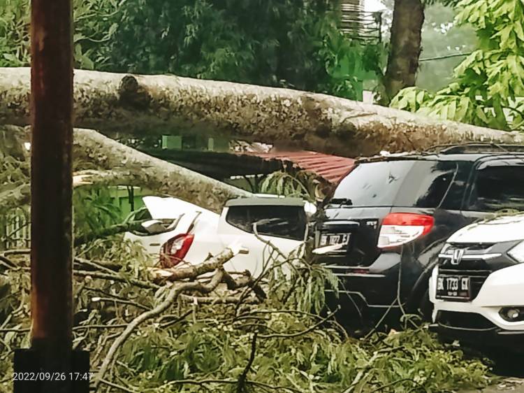 Pohon Tumbang, Timpa Sejumlah Mobil Diperkiran RSUP H Adam Malik