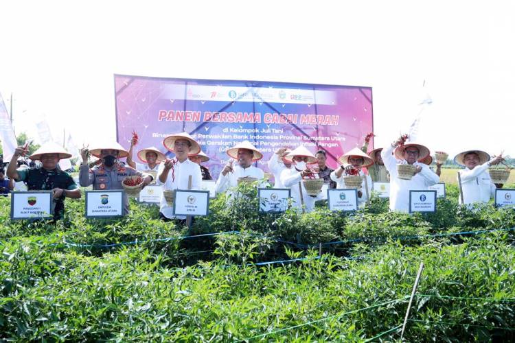 Harga Cabai Sumut Mulai Turun Jadi Rp45.000/Kg