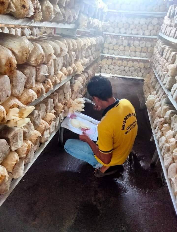 Kelompok Tani Dari Kelurahan Pekan Labuhan Lakukan Pengembangan Bibit Jamur
