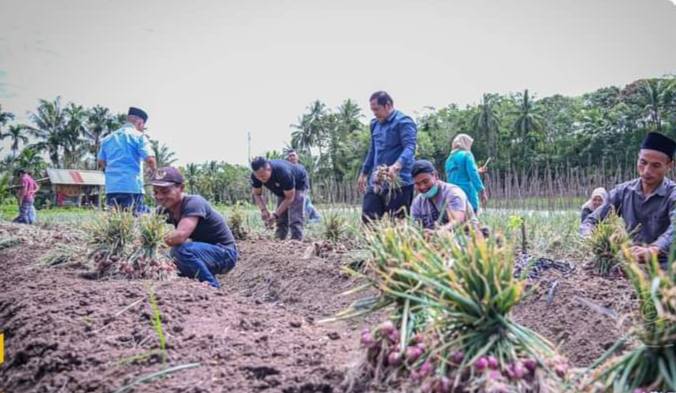 Walikota Bersama Para Petani Bawang Desa Baruas Panen Bawang Merah