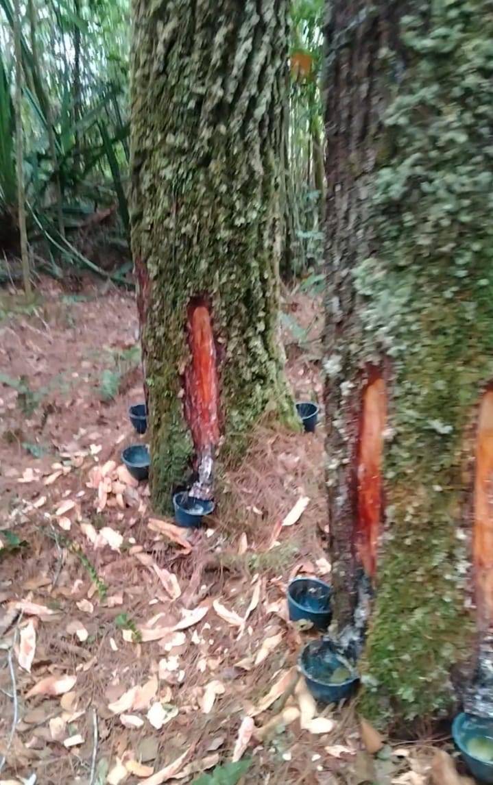 Penderes Tusam di Gunung Meriah Berasal dari Magelang diduga Dikoordinir Oknum Mantan Kades