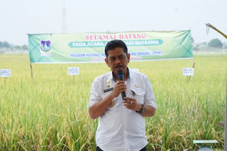 Panen Padi Bersama Pj Walikota Tebingtinggi