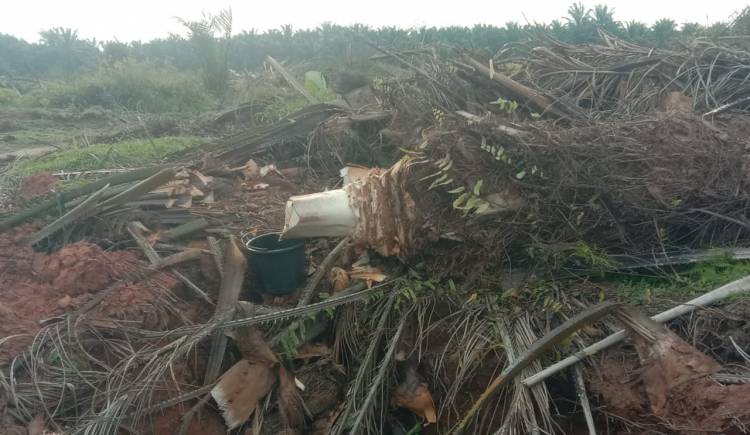 Dikonfirmasi Wartawan Soal Penderesan Batang Sawit Replanting, Manager dan Asisten Kebun Bahlias Estate Bungkam !