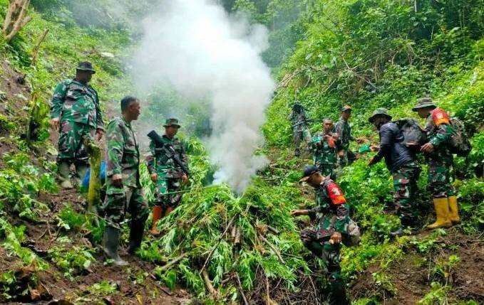 Ada Ladang Ganja Dua Hektare Ditemukan TNI