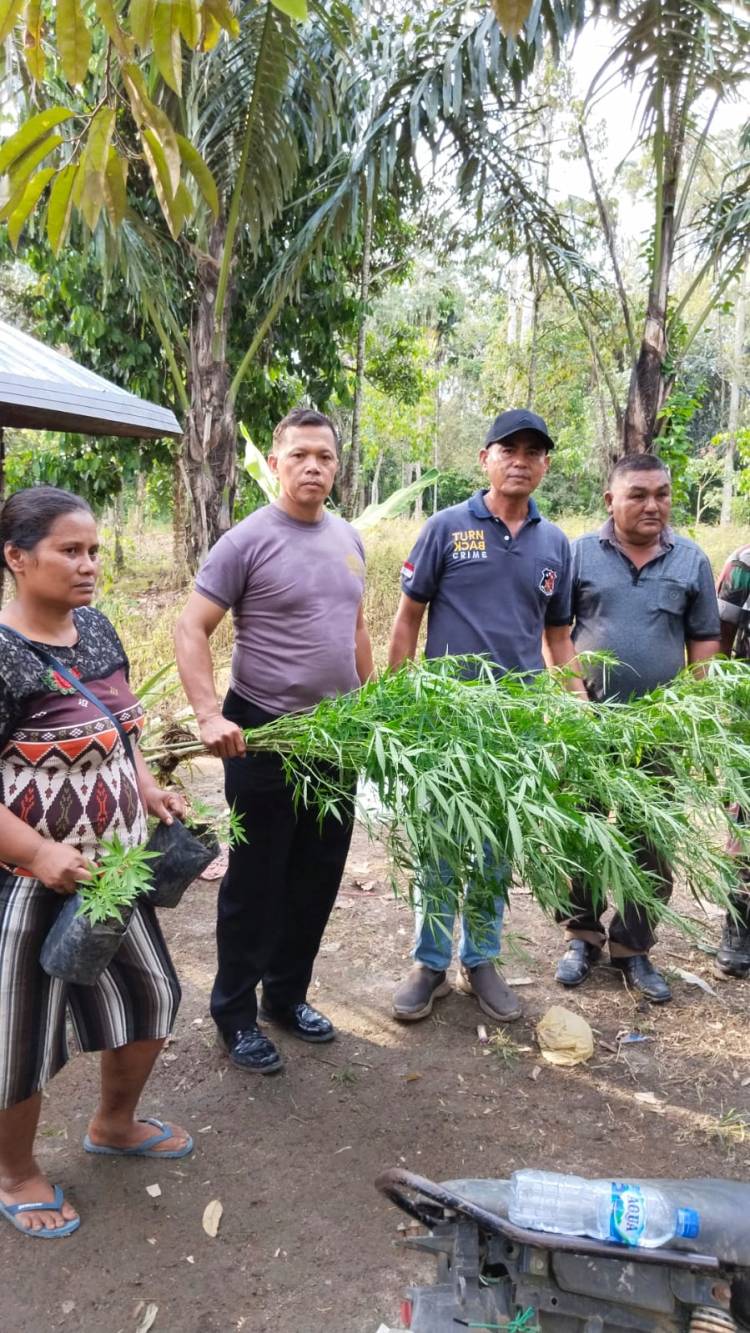 Prajurit Kodim 0206/Dairi Bersinergi dengan Polsek Tiga Lingga Amankan Pemilik Narkoba
