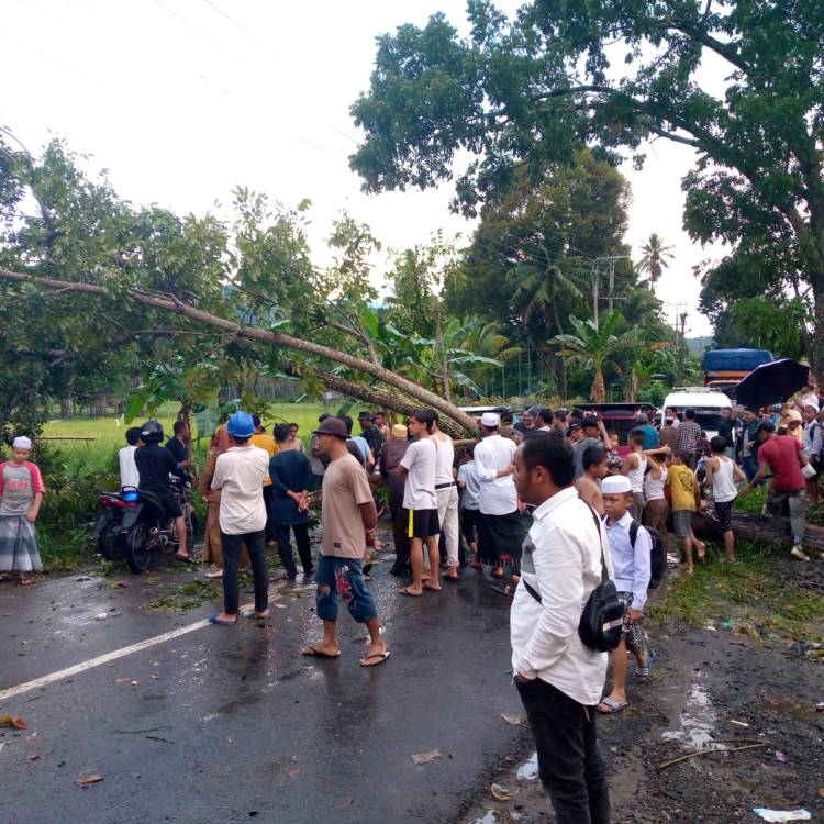 Pohon Mahoni Tumbang di Aek Matondang