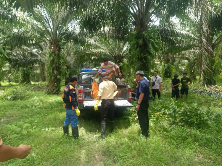 Mr X Diitemukan Miembusuk Di Tengah Semak Kebun Sawit