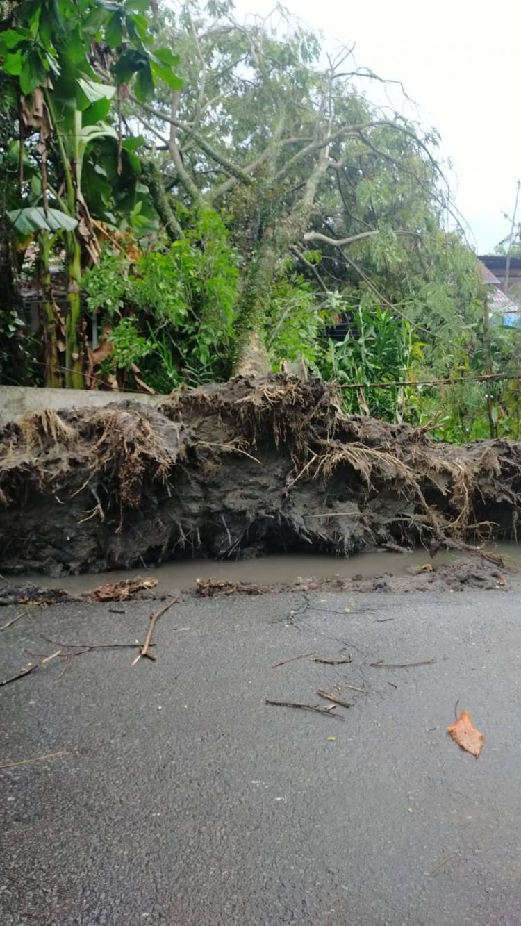 Hujan Deras dan Angin Kencang Tumbangkan Pohon, Atap Rumah Terbang