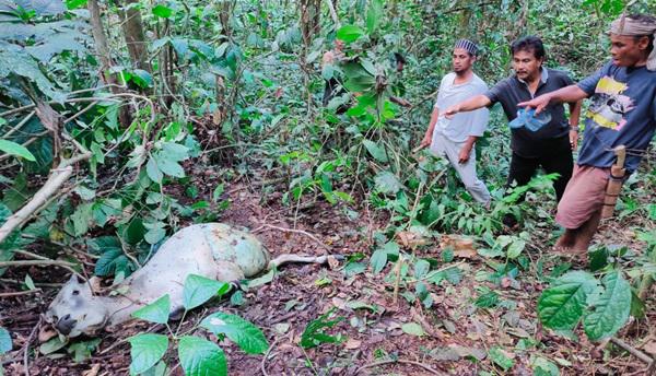 Harimau Mangsa Ternak Warga di Langkat