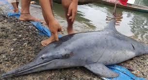 Lumba-Lumba Masuk Sungai Gegrkan Warga
