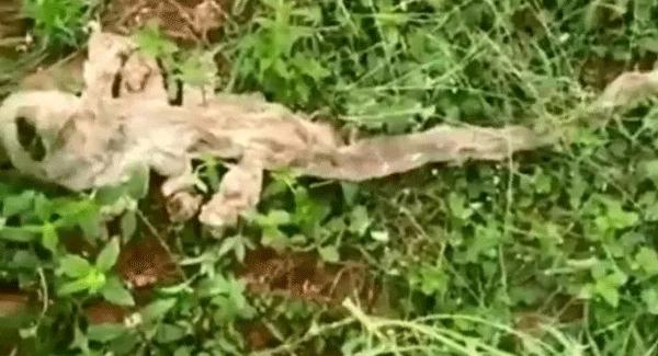 Warga India di Kejutkan Kulit Ular Berkepala Tujuh