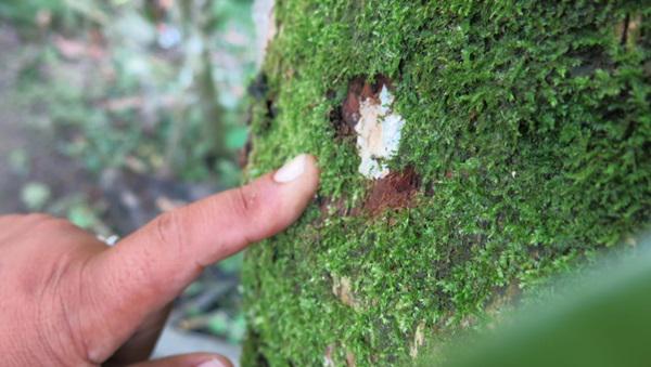 Kemunculan Beruang Madu Resahkan Warga Ulu Pungkut 