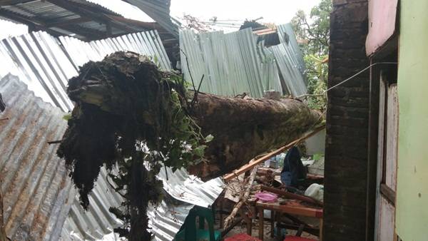 Permohonan Warga Tak Kunjung Direspon, Akhirnya  Pohon Ini Tumbang dan  Timpa Warung  di Sukamulia
