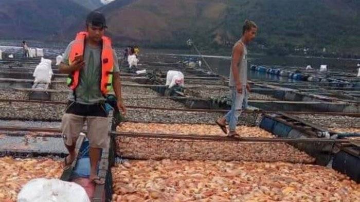 Ratusan Ton Ikan di Danau Toba Mendadak Mati