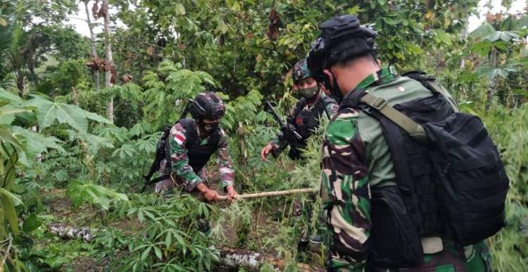 Disadarkan TNI, Warga Kalilapar Serahkan Tanaman Ganja ke Satgas Raider 100/PS
