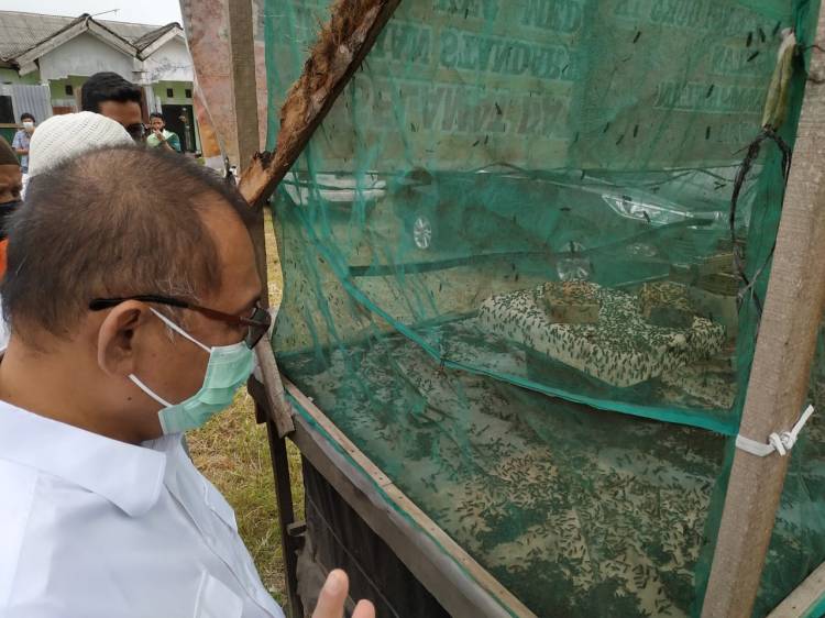 Tertarik Budidaya Maggod, Akhyar Akan Kembangkan Potensi ini