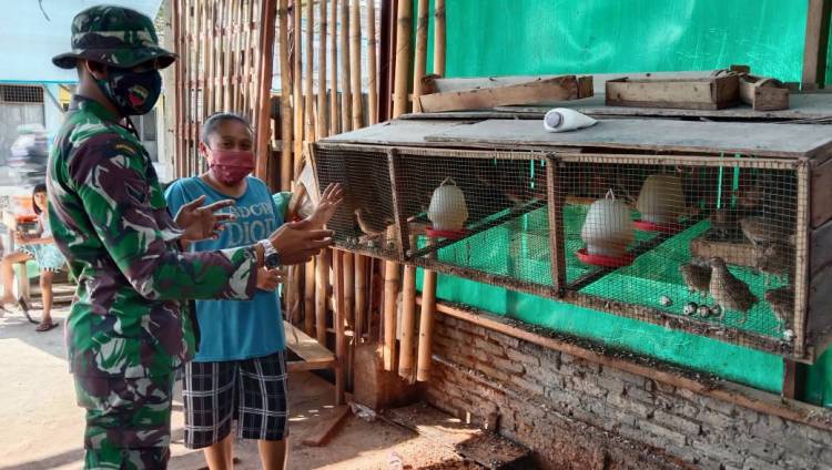 Usaha Sampingan Membantu Prekonomian Keluarga Dengan Beternak Burung Puyuh