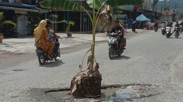 Warga Sirandorung Tanam Pohon Pisang di Badan Jalan
