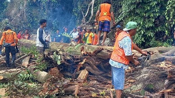 4 Pohon Besar di Kawasan Rawan Longsor di Sibolangit Akan Dirubuhkan