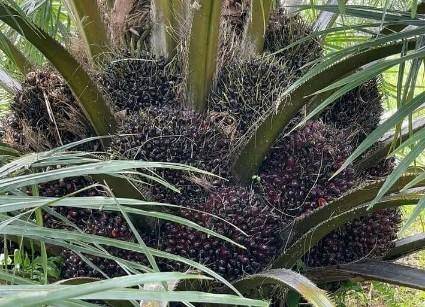 Angin Segar Buat Petani Sawit Sumut, Periode 26 Oktober - 01 November Terjadi Lonjakan Harga Rp 204,32 / Kilogram