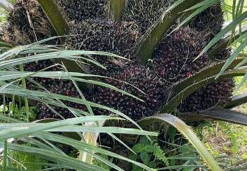 Periode 5-11 Oktober 2022 Harga TBS Kelapa Sawit Sumut Turun Rp 69,65/Kilogram