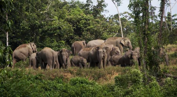 Seorang Warga Pidie Meninggal Diamuk Gajah