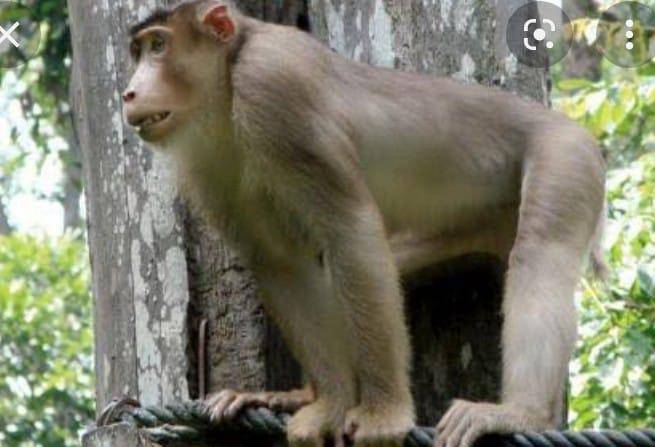 Monyet Liar Serang Warga, Menerkam Dan Menggigit Warga Desa  Di Sergai