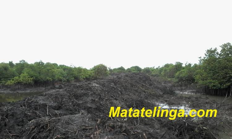 Warga Minta Tim Tipikor Segera Mengusutnya : Rehabilitasi Hutan Mangrove Di Kelurahan Alur Dua Terkesan Fiktip