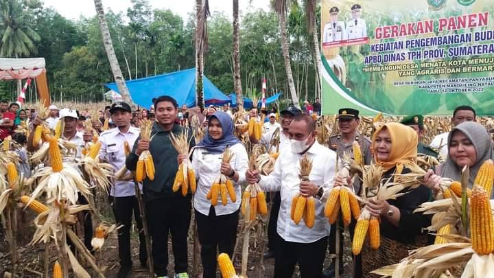 Gubsu dan Wabup Madina Panen Jagung di Desa Beringin Jaya