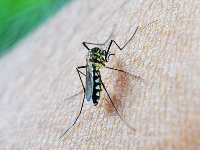 Sebagian Besar Kasus Malaria di Medan Rujukan