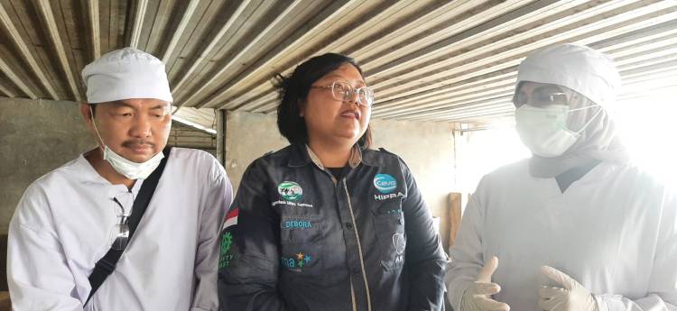 "Pastikan Kesehatan Babi, UPT Barantin di Belawan Fasilitasi Pengiriman Babi ke Kalbar"