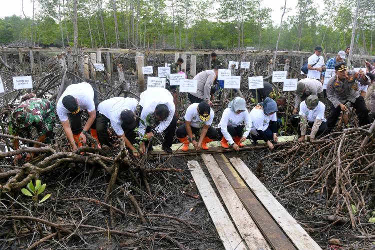 Pulihkan Hutan Mangrove,   Pemprov Sumut Tanam 10 Ribu Bibit Mangrove