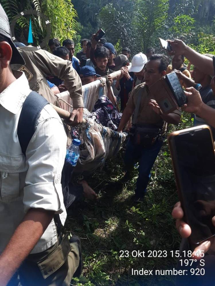 Polsek Dolok Panribuan Bantu Evakuasi Harimau Sumatera Yang Terjerat Jebakan Babi Hutan