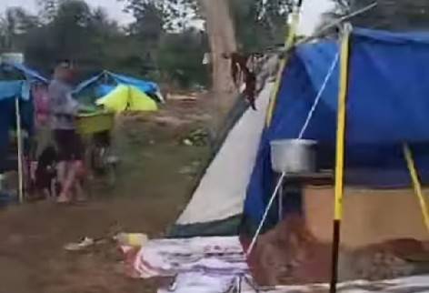 Kemah Ditimpa Pohon, Dua  Anak Pramuka Tewas