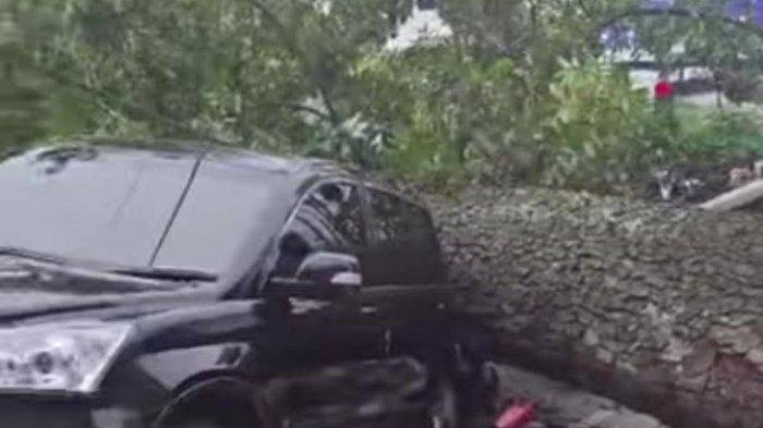 Pohon Tumbang di Simpang Glugur, Timpa Mobil dan Becak, 2 Orang Patah Kaki