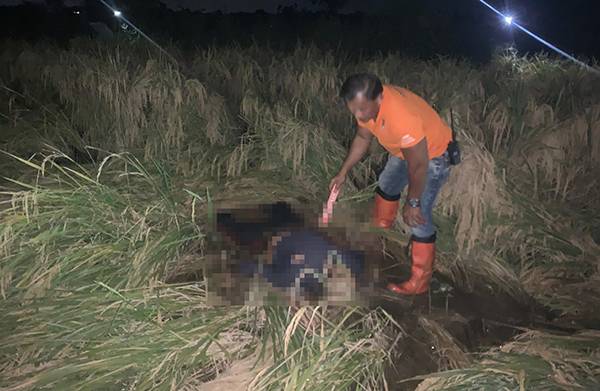 Mayat Membusuk di Tengah Sawah Gemparkan Warga