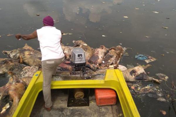10.298 Ekor Babi di Sumut Mati Akibat Virus Hog Cholera 