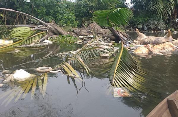 Ratusan Ekor Bangkai Babi Resahkan Warga Aliran Sungai Bederah