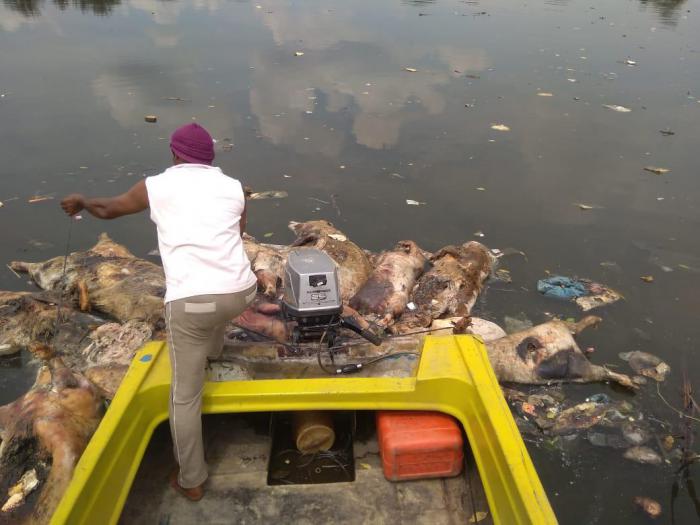 Bangkai Babi di Buang ke Sungai Sudah Membusuk dan Berulat, Besok di kuburkan