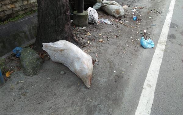 Duh,Bangkai Babi Juga Dibuang di Pemukiman Warga di Medan