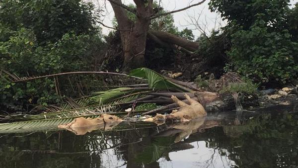 Pembuang Bangkai Babi di Aliran Sungai Bedera Bakal Diproses Hukum