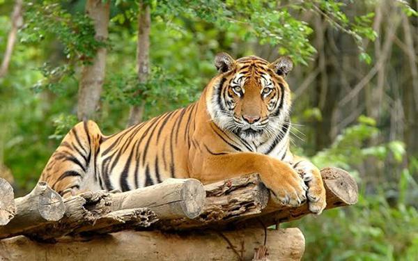 Ternak Warga di Tapsel Diserang Harimau