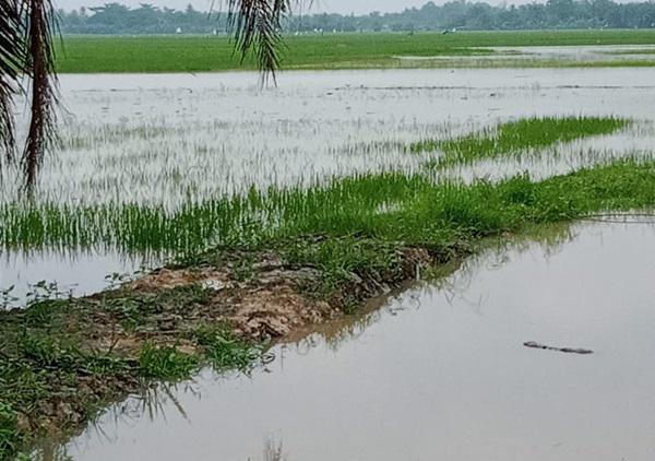 1576,6 Hektar Tanaman Padi di Sumut Terendam Banjir