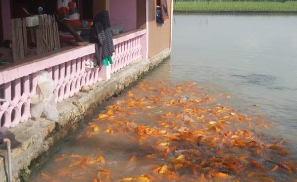 Dari Budidaya Ikan Mas, Warga Simalungun Ini Hantarkan Tujuh Anaknya Hingga Sarjana