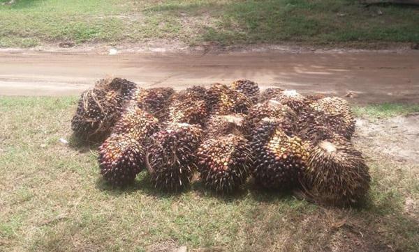 Diduga Ada Panen Paksa TBS Dilakukan PTPN IV Unit Kebun Gunung Bayu