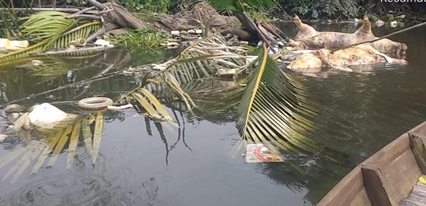 Sudah 4.047 Ekor Babi di Sumut Mati Terserang Virus Kolera 