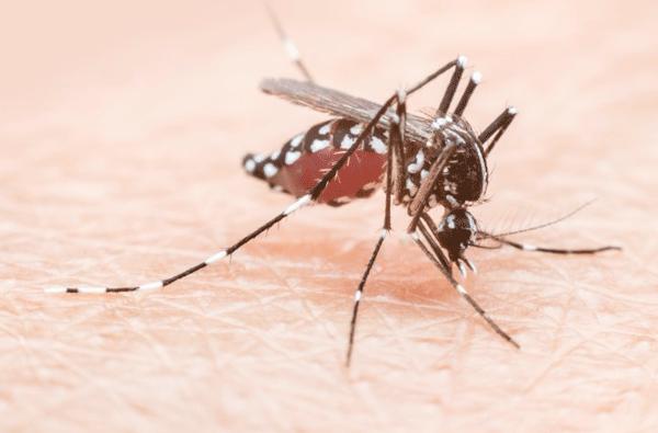 Sakit DBD Bisa di Tularkan Oleh Orang, Bukan Melalui Nyamuk Aedes Aegypti Saja