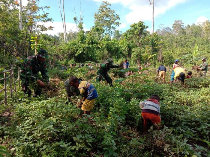  Satgas Yonif RK 136 Ajarkan Penduduk Suku Mausu Ane Mengolah Lahan Kosong