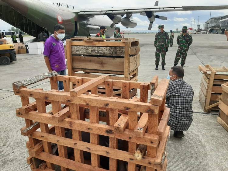 Panglima TNI Bantu 59 Ekor Babi Hutan Untuk Upacara Adat Bakar Batu di Papua