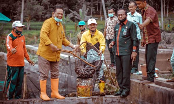 Walikota PSP dan OPD Panen Ikan Lele di Desa Simatohir